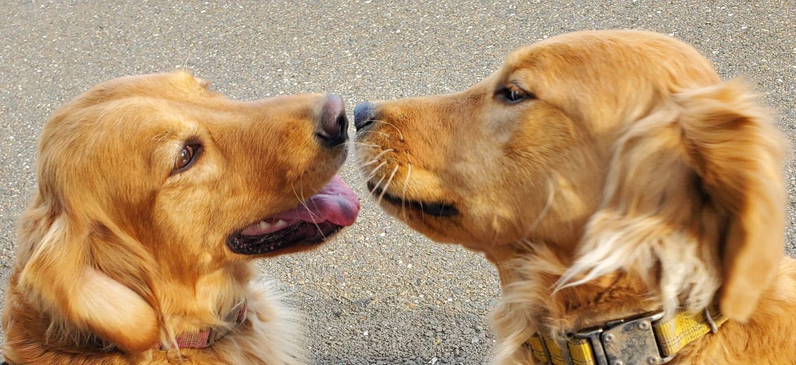 Introducing Family Golden Retriever Puppies